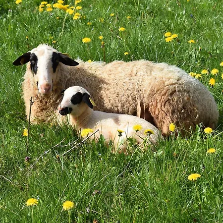 Feriehus Maison Quercynnoise *