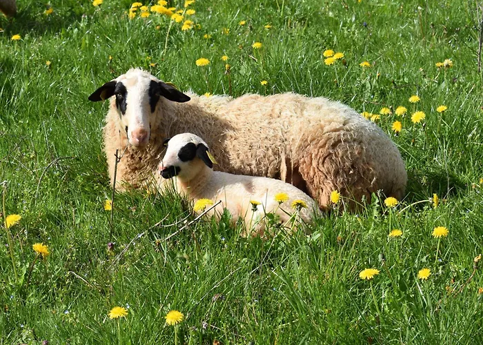 Feriehus Maison Quercynnoise *